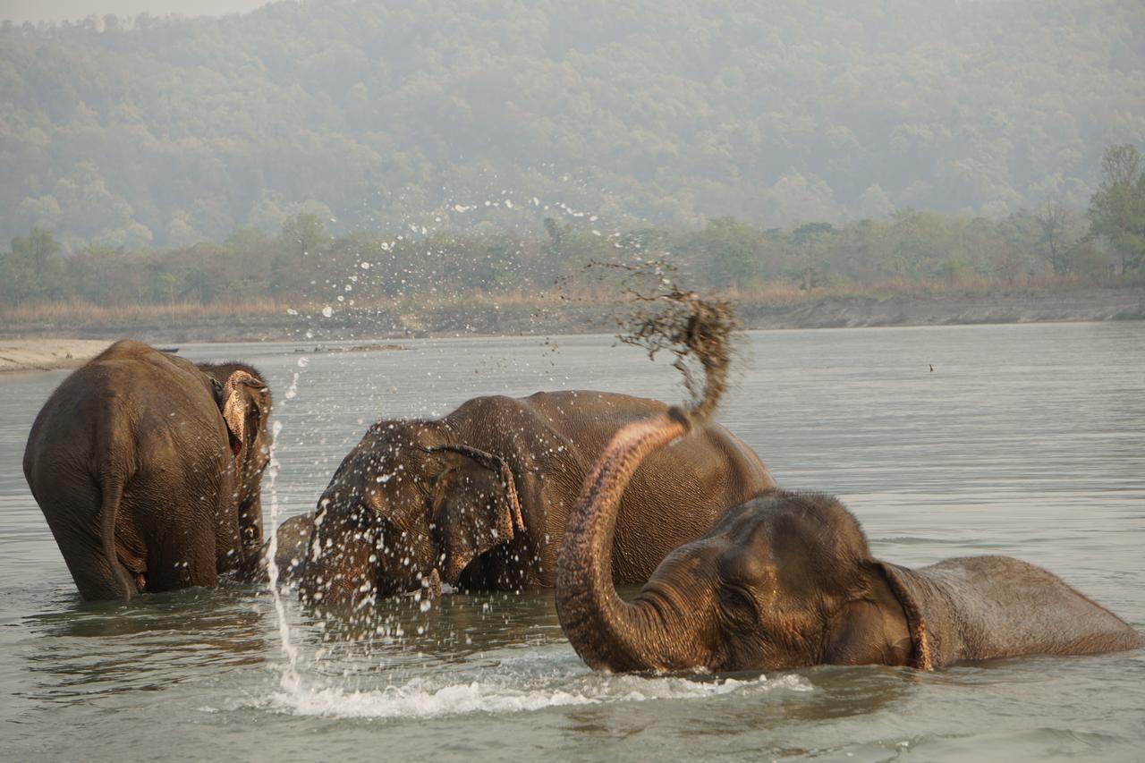 Tiger Tops Tharu Lodge Chitwan Buitenkant foto