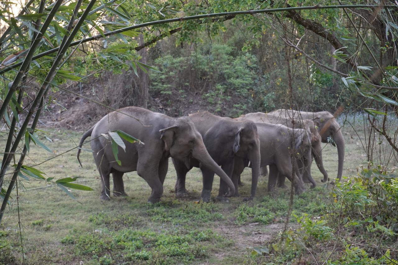 Tiger Tops Tharu Lodge Chitwan Buitenkant foto