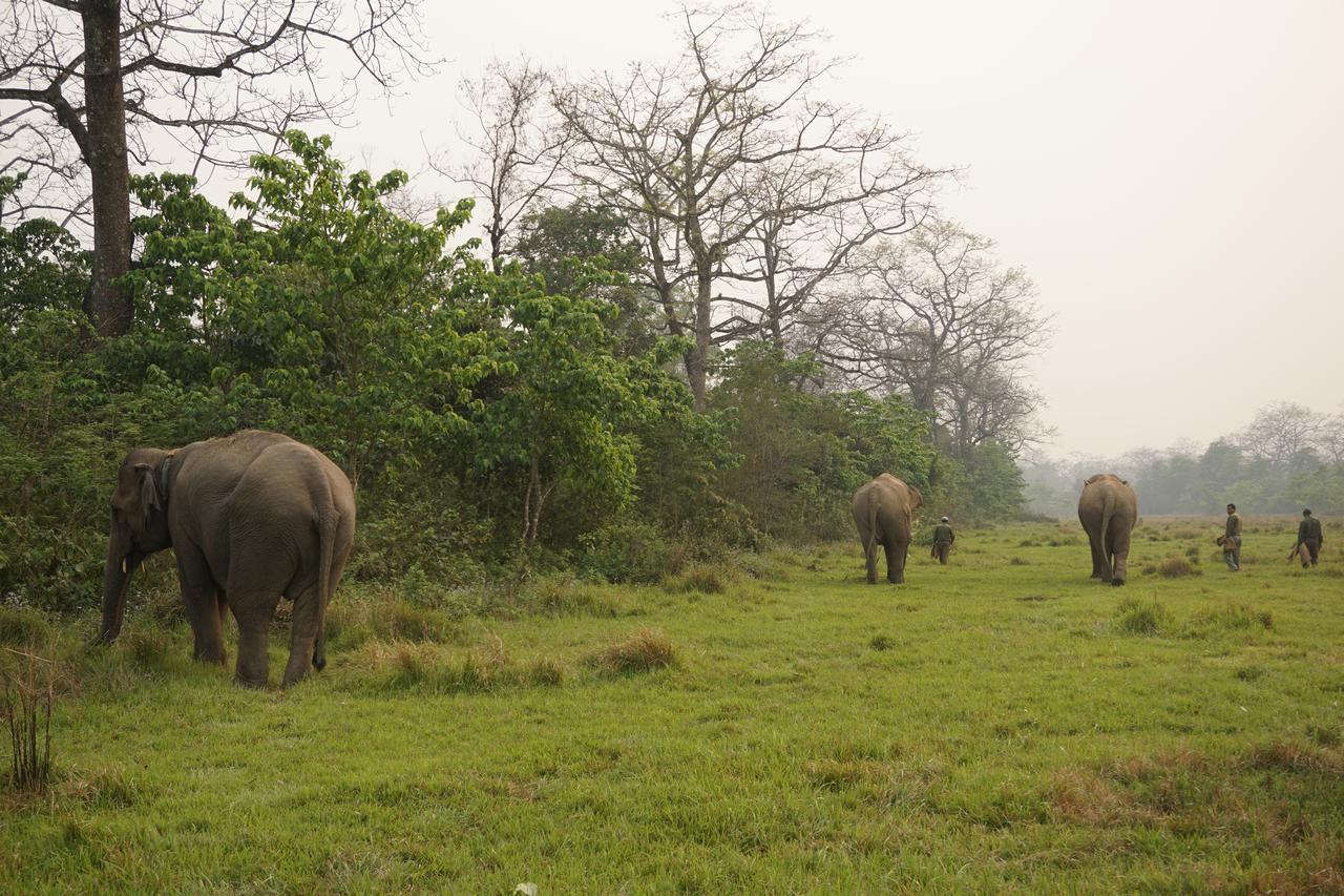 Tiger Tops Tharu Lodge Chitwan Buitenkant foto