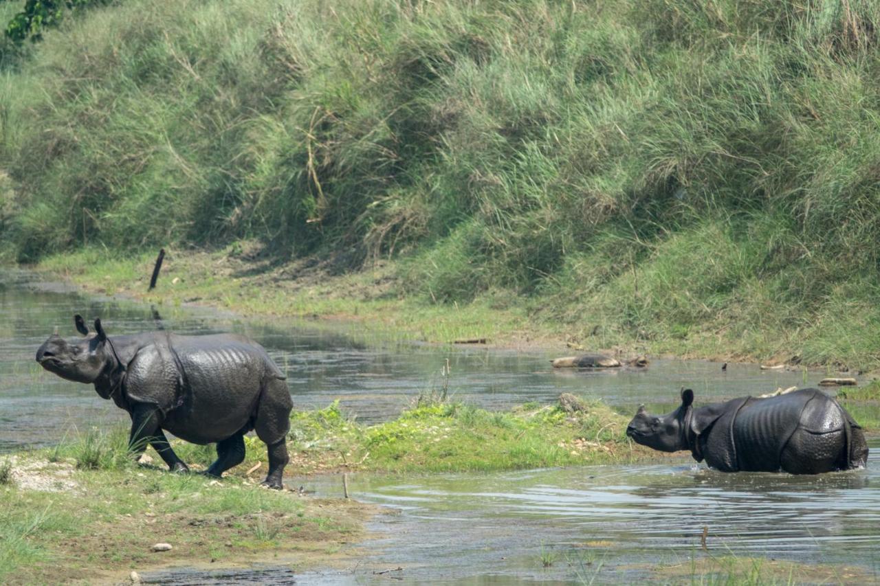 Tiger Tops Tharu Lodge Chitwan Buitenkant foto