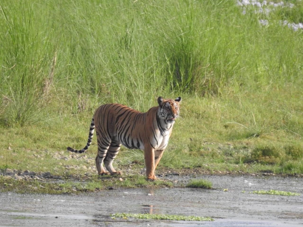 Tiger Tops Tharu Lodge Chitwan Buitenkant foto