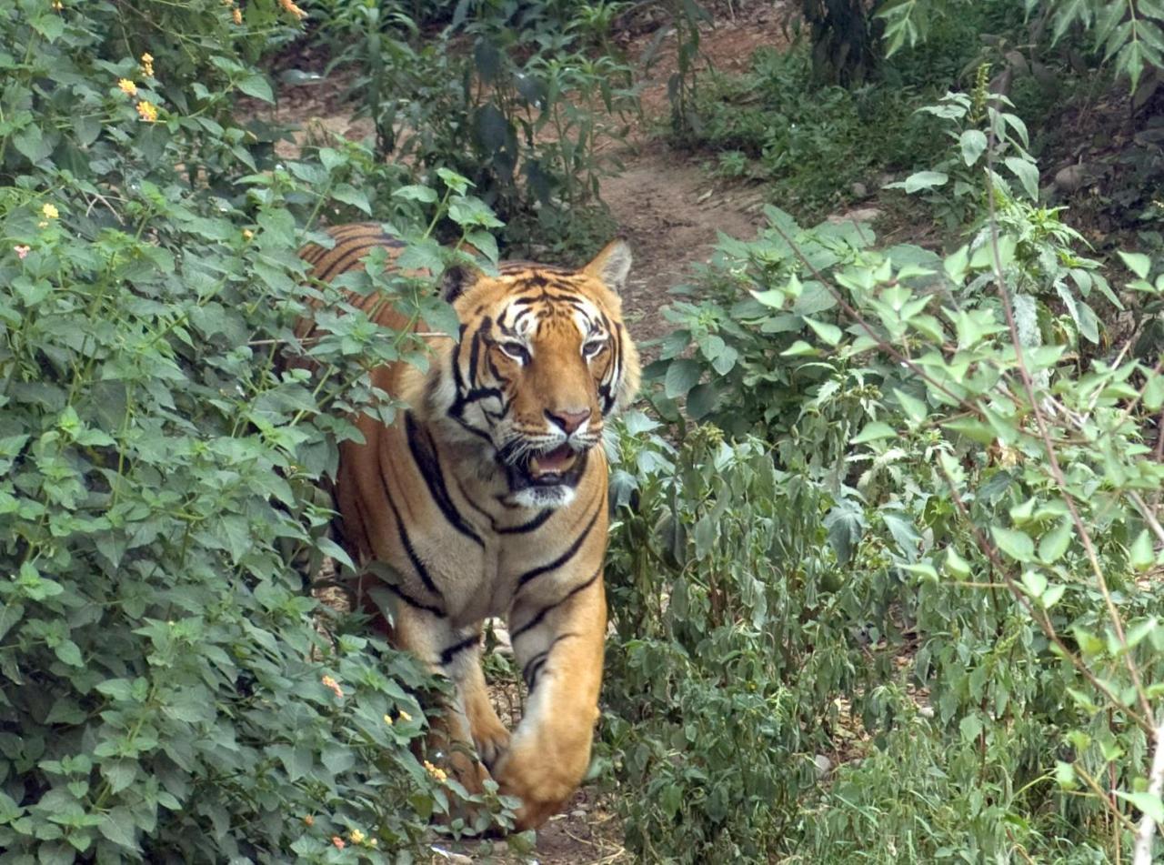 Tiger Tops Tharu Lodge Chitwan Buitenkant foto